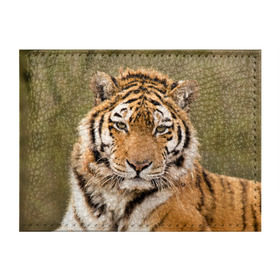 Обложка для студенческого билета с принтом Тигр в Петрозаводске, натуральная кожа | Размер: 11*8 см; Печать на всей внешней стороне | animal | predator | striped | tiger | view | wild | взгляд | дикий | животное | полосатый | тигр | хищник