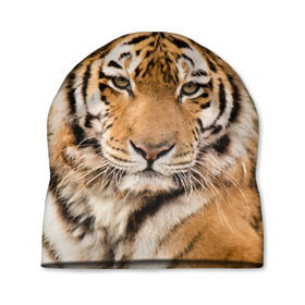 Шапка 3D с принтом Тигр в Петрозаводске, 100% полиэстер | универсальный размер, печать по всей поверхности изделия | animal | predator | striped | tiger | view | wild | взгляд | дикий | животное | полосатый | тигр | хищник