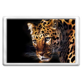 Магнит 45*70 с принтом Леопард в Петрозаводске, Пластик | Размер: 78*52 мм; Размер печати: 70*45 | animal | leopard | look | predator | spotted | wild | взгляд | дикий | животное | леопард | пятнистый | хищник