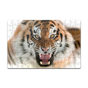Пазл магнитный 126 элементов с принтом Тигр в Петрозаводске, полимерный материал с магнитным слоем | 126 деталей, размер изделия —  180*270 мм | animal | predator | striped | tiger | view | wild | взгляд | дикий | животное | полосатый | тигр | хищник