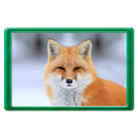 Магнит 45*70 с принтом Лиса в Петрозаводске, Пластик | Размер: 78*52 мм; Размер печати: 70*45 | animal | fox | look | predator | red | sly | wild | взгляд | дикая | животное | лиса | рыжая | хитрая | хищник