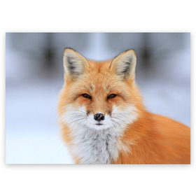 Поздравительная открытка с принтом Лиса в Петрозаводске, 100% бумага | плотность бумаги 280 г/м2, матовая, на обратной стороне линовка и место для марки
 | Тематика изображения на принте: animal | fox | look | predator | red | sly | wild | взгляд | дикая | животное | лиса | рыжая | хитрая | хищник
