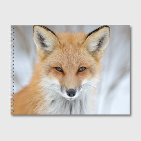 Альбом для рисования с принтом Лиса в Петрозаводске, 100% бумага
 | матовая бумага, плотность 200 мг. | animal | baby | fox | look | predator | red | sly | wild | взгляд | дикая | животное | лиса | малыш | рыжая | хитрая | хищник