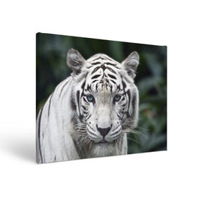 Холст прямоугольный с принтом Белый тигр в Петрозаводске, 100% ПВХ |  | animal | jungle | look | predator | tiger | white | wild | белый | взгляд | джунгли | дикий | животное | тигр | хищник