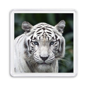 Магнит 55*55 с принтом Белый тигр в Петрозаводске, Пластик | Размер: 65*65 мм; Размер печати: 55*55 мм | animal | jungle | look | predator | tiger | white | wild | белый | взгляд | джунгли | дикий | животное | тигр | хищник
