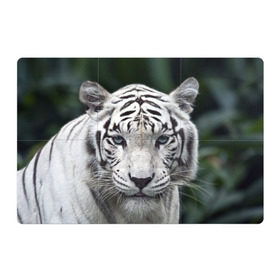 Магнитный плакат 3Х2 с принтом Белый тигр в Петрозаводске, Полимерный материал с магнитным слоем | 6 деталей размером 9*9 см | animal | jungle | look | predator | tiger | white | wild | белый | взгляд | джунгли | дикий | животное | тигр | хищник