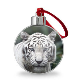 Ёлочный шар с принтом Белый тигр в Петрозаводске, Пластик | Диаметр: 77 мм | animal | jungle | look | predator | tiger | white | wild | белый | взгляд | джунгли | дикий | животное | тигр | хищник