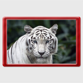Магнит 45*70 с принтом Белый тигр в Петрозаводске, Пластик | Размер: 78*52 мм; Размер печати: 70*45 | animal | jungle | look | predator | tiger | white | wild | белый | взгляд | джунгли | дикий | животное | тигр | хищник