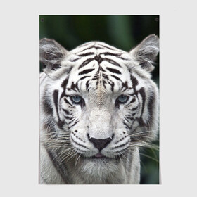 Постер с принтом Белый тигр в Петрозаводске, 100% бумага
 | бумага, плотность 150 мг. Матовая, но за счет высокого коэффициента гладкости имеет небольшой блеск и дает на свету блики, но в отличии от глянцевой бумаги не покрыта лаком | animal | jungle | look | predator | tiger | white | wild | белый | взгляд | джунгли | дикий | животное | тигр | хищник