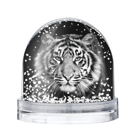 Снежный шар с принтом Тигр в Петрозаводске, Пластик | Изображение внутри шара печатается на глянцевой фотобумаге с двух сторон | animal | black   white | look | predator | tiger | wild | взгляд | дикий | животное | тигр | хищник | черно   белый