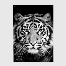 Постер с принтом Тигр в Петрозаводске, 100% бумага
 | бумага, плотность 150 мг. Матовая, но за счет высокого коэффициента гладкости имеет небольшой блеск и дает на свету блики, но в отличии от глянцевой бумаги не покрыта лаком | animal | black   white | look | predator | tiger | wild | взгляд | дикий | животное | тигр | хищник | черно   белый