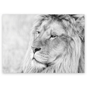 Поздравительная открытка с принтом Лев в Петрозаводске, 100% бумага | плотность бумаги 280 г/м2, матовая, на обратной стороне линовка и место для марки
 | Тематика изображения на принте: animal | black   white | king | lion | look | predator | wild | взгляд | дикий | животное | зверь | лев | хищник | царь | черно   белый