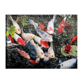 Обложка для студенческого билета с принтом Koi Fish (карпы кои) в Петрозаводске, натуральная кожа | Размер: 11*8 см; Печать на всей внешней стороне | Тематика изображения на принте: bright | brocade | carp | color | decorative | depth | exotic | fish | koi | koi fish | sea | water | вода | глубина | декоративные | карпы | кои | море | парчовый | рыбки | цвет | экзотические | яркий