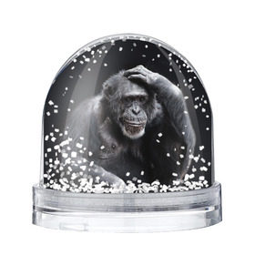 Водяной шар с принтом ЕГЭ в Петрозаводске, Пластик | Изображение внутри шара печатается на глянцевой фотобумаге с двух сторон | егэ | обезьяна | шимпанзе | школа | экзамен | экзамены