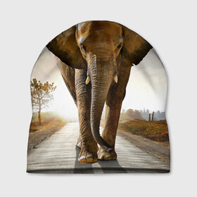 Шапка 3D с принтом Слон в Петрозаводске, 100% полиэстер | универсальный размер, печать по всей поверхности изделия | africa | animal | big | elephant | go | road | savannah | wild | африка | большой | дикий | дорога | животное | идет | саванна | слон