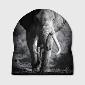 Шапка 3D с принтом Слон в Петрозаводске, 100% полиэстер | универсальный размер, печать по всей поверхности изделия | africa | animal | big | black   white | elephant | go | road | savannah | wild | африка | большой | дикий | дорога | животное | идет | саванна | слон | черно   белый