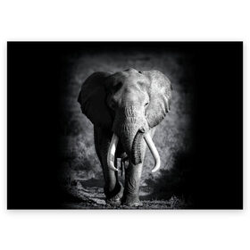 Поздравительная открытка с принтом Слон в Петрозаводске, 100% бумага | плотность бумаги 280 г/м2, матовая, на обратной стороне линовка и место для марки
 | Тематика изображения на принте: africa | animal | big | black   white | elephant | go | road | savannah | wild | африка | большой | дикий | дорога | животное | идет | саванна | слон | черно   белый