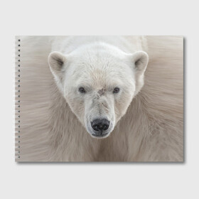 Альбом для рисования с принтом Белый медведь в Петрозаводске, 100% бумага
 | матовая бумага, плотность 200 мг. | animal | bear | eyes | head | north | polar | predator | white | wild | белый | взгляд | голова | дикий | животное | медведь | полярный | север | хищник