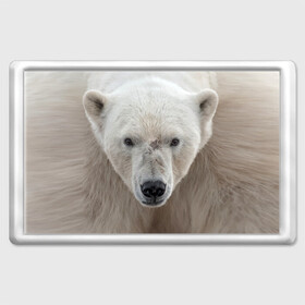 Магнит 45*70 с принтом Белый медведь в Петрозаводске, Пластик | Размер: 78*52 мм; Размер печати: 70*45 | animal | bear | eyes | head | north | polar | predator | white | wild | белый | взгляд | голова | дикий | животное | медведь | полярный | север | хищник