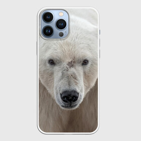 Чехол для iPhone 13 Pro Max с принтом Белый медведь в Петрозаводске,  |  | animal | bear | eyes | head | north | polar | predator | white | wild | белый | взгляд | голова | дикий | животное | медведь | полярный | север | хищник