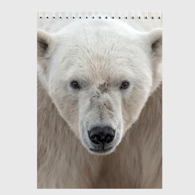 Скетчбук с принтом Белый медведь в Петрозаводске, 100% бумага
 | 48 листов, плотность листов — 100 г/м2, плотность картонной обложки — 250 г/м2. Листы скреплены сверху удобной пружинной спиралью | Тематика изображения на принте: animal | bear | eyes | head | north | polar | predator | white | wild | белый | взгляд | голова | дикий | животное | медведь | полярный | север | хищник