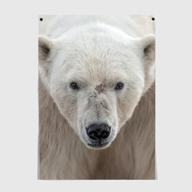 Постер с принтом Белый медведь в Петрозаводске, 100% бумага
 | бумага, плотность 150 мг. Матовая, но за счет высокого коэффициента гладкости имеет небольшой блеск и дает на свету блики, но в отличии от глянцевой бумаги не покрыта лаком | animal | bear | eyes | head | north | polar | predator | white | wild | белый | взгляд | голова | дикий | животное | медведь | полярный | север | хищник