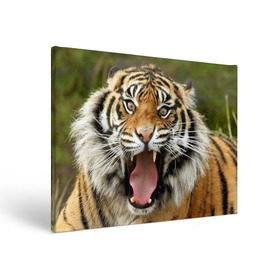Холст прямоугольный с принтом Тигр в Петрозаводске, 100% ПВХ |  | Тематика изображения на принте: angry | animal | beast | jaws | predator | teeth | tiger | животное | зверь | злой | клыки | оскал | пасть | тигр | хищник