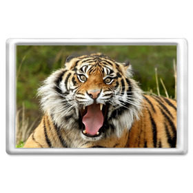 Магнит 45*70 с принтом Тигр в Петрозаводске, Пластик | Размер: 78*52 мм; Размер печати: 70*45 | Тематика изображения на принте: angry | animal | beast | jaws | predator | teeth | tiger | животное | зверь | злой | клыки | оскал | пасть | тигр | хищник