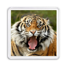 Магнит 55*55 с принтом Тигр в Петрозаводске, Пластик | Размер: 65*65 мм; Размер печати: 55*55 мм | Тематика изображения на принте: angry | animal | beast | jaws | predator | teeth | tiger | животное | зверь | злой | клыки | оскал | пасть | тигр | хищник