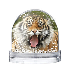 Снежный шар с принтом Тигр в Петрозаводске, Пластик | Изображение внутри шара печатается на глянцевой фотобумаге с двух сторон | angry | animal | beast | jaws | predator | teeth | tiger | животное | зверь | злой | клыки | оскал | пасть | тигр | хищник