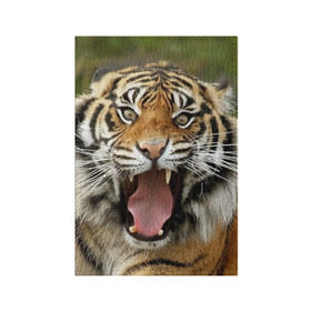 Обложка для паспорта матовая кожа с принтом Тигр в Петрозаводске, натуральная матовая кожа | размер 19,3 х 13,7 см; прозрачные пластиковые крепления | Тематика изображения на принте: angry | animal | beast | jaws | predator | teeth | tiger | животное | зверь | злой | клыки | оскал | пасть | тигр | хищник