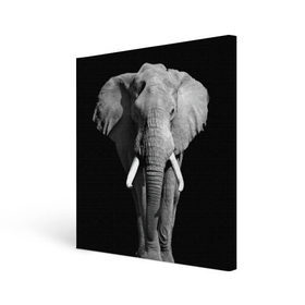Холст квадратный с принтом Слон в Петрозаводске, 100% ПВХ |  | africa | big | black   white | elephant is an animal | shroud | tusks | африка | бивни | большой | животное | идет | савана | слон | черно   белый