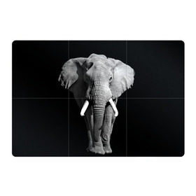 Магнитный плакат 3Х2 с принтом Слон в Петрозаводске, Полимерный материал с магнитным слоем | 6 деталей размером 9*9 см | africa | big | black   white | elephant is an animal | shroud | tusks | африка | бивни | большой | животное | идет | савана | слон | черно   белый
