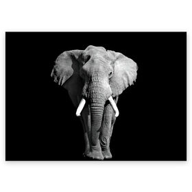 Поздравительная открытка с принтом Слон в Петрозаводске, 100% бумага | плотность бумаги 280 г/м2, матовая, на обратной стороне линовка и место для марки
 | Тематика изображения на принте: africa | big | black   white | elephant is an animal | shroud | tusks | африка | бивни | большой | животное | идет | савана | слон | черно   белый