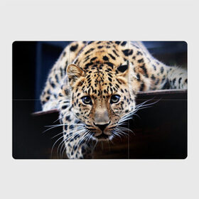 Магнитный плакат 3Х2 с принтом Леопард в Петрозаводске, Полимерный материал с магнитным слоем | 6 деталей размером 9*9 см | Тематика изображения на принте: взгляд | глаза | дикая кошка | леопард | хищник
