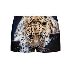 Мужские трусы 3D с принтом Леопард в Петрозаводске, 50% хлопок, 50% полиэстер | классическая посадка, на поясе мягкая тканевая резинка | Тематика изображения на принте: взгляд | глаза | дикая кошка | леопард | хищник