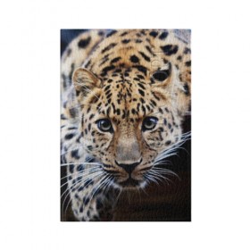 Обложка для паспорта матовая кожа с принтом Леопард в Петрозаводске, натуральная матовая кожа | размер 19,3 х 13,7 см; прозрачные пластиковые крепления | Тематика изображения на принте: взгляд | глаза | дикая кошка | леопард | хищник