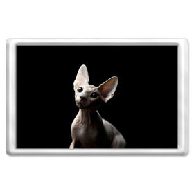 Магнит 45*70 с принтом Сфинкс в Петрозаводске, Пластик | Размер: 78*52 мм; Размер печати: 70*45 | Тематика изображения на принте: black | cat | взгляд | кот | котик | котэ | кошка | сфинкс | уши | черный