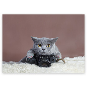 Поздравительная открытка с принтом Котик фотограф в Петрозаводске, 100% бумага | плотность бумаги 280 г/м2, матовая, на обратной стороне линовка и место для марки
 | кот | котик | кошка | объектив | фотоаппарат | фотограф