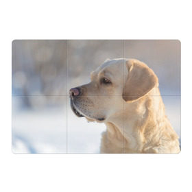 Магнитный плакат 3Х2 с принтом Лабрадор в Петрозаводске, Полимерный материал с магнитным слоем | 6 деталей размером 9*9 см | далматин | далматинец | дворняга | лабрадор | любимец | овчарка | пес | питомец | самоед | собака | собачка | щенок