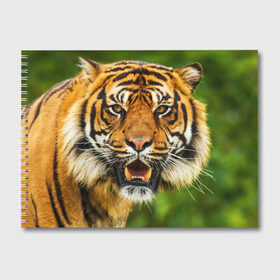 Альбом для рисования с принтом Тигр в Петрозаводске, 100% бумага
 | матовая бумага, плотность 200 мг. | Тематика изображения на принте: дикая кошка | животное | клыки | лев | тигр. tiger | хищник