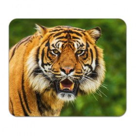 Коврик прямоугольный с принтом Тигр в Петрозаводске, натуральный каучук | размер 230 х 185 мм; запечатка лицевой стороны | Тематика изображения на принте: дикая кошка | животное | клыки | лев | тигр. tiger | хищник