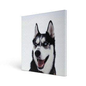 Холст квадратный с принтом Сибирский хаски в Петрозаводске, 100% ПВХ |  | Тематика изображения на принте: взгляд | голубые глаза | зима | сибирь | снег | собака | хаски | хаски бандит | холод