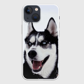 Чехол для iPhone 13 mini с принтом Сибирский хаски в Петрозаводске,  |  | взгляд | голубые глаза | зима | сибирь | снег | собака | хаски | хаски бандит | холод