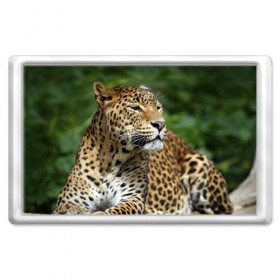 Магнит 45*70 с принтом Леопард в Петрозаводске, Пластик | Размер: 78*52 мм; Размер печати: 70*45 | 