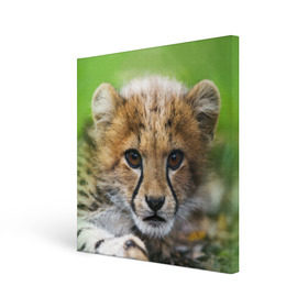 Холст квадратный с принтом Котёнок гепарда в Петрозаводске, 100% ПВХ |  | гепард | дикая кошка | котёнок | кошка | лев | природа | тигр | хищник | ягуар
