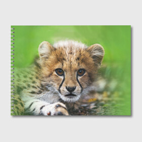 Альбом для рисования с принтом Котёнок гепарда в Петрозаводске, 100% бумага
 | матовая бумага, плотность 200 мг. | гепард | дикая кошка | котёнок | кошка | лев | природа | тигр | хищник | ягуар