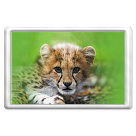 Магнит 45*70 с принтом Котёнок гепарда в Петрозаводске, Пластик | Размер: 78*52 мм; Размер печати: 70*45 | Тематика изображения на принте: гепард | дикая кошка | котёнок | кошка | лев | природа | тигр | хищник | ягуар