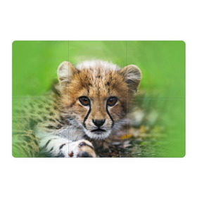 Магнитный плакат 3Х2 с принтом Котёнок гепарда в Петрозаводске, Полимерный материал с магнитным слоем | 6 деталей размером 9*9 см | гепард | дикая кошка | котёнок | кошка | лев | природа | тигр | хищник | ягуар