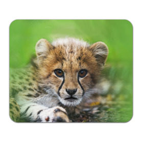 Коврик прямоугольный с принтом Котёнок гепарда в Петрозаводске, натуральный каучук | размер 230 х 185 мм; запечатка лицевой стороны | гепард | дикая кошка | котёнок | кошка | лев | природа | тигр | хищник | ягуар
